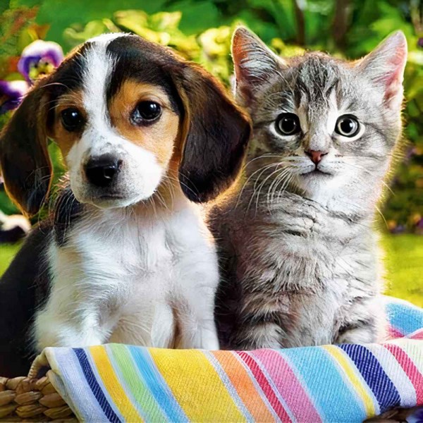 pies z kotem Diamond Painting