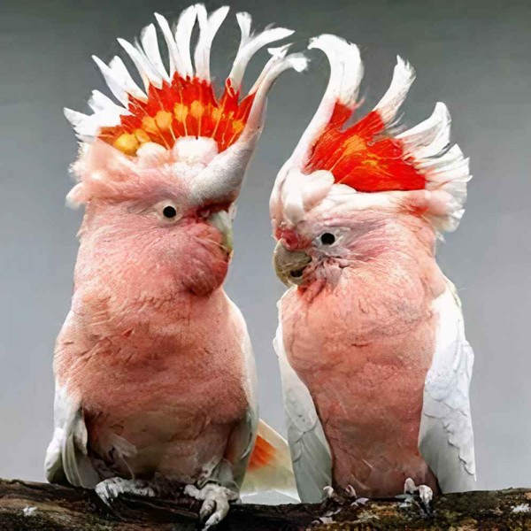 Papugi Diamond Painting