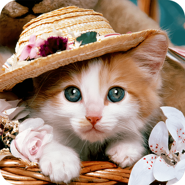 Mały kot Diamond Painting